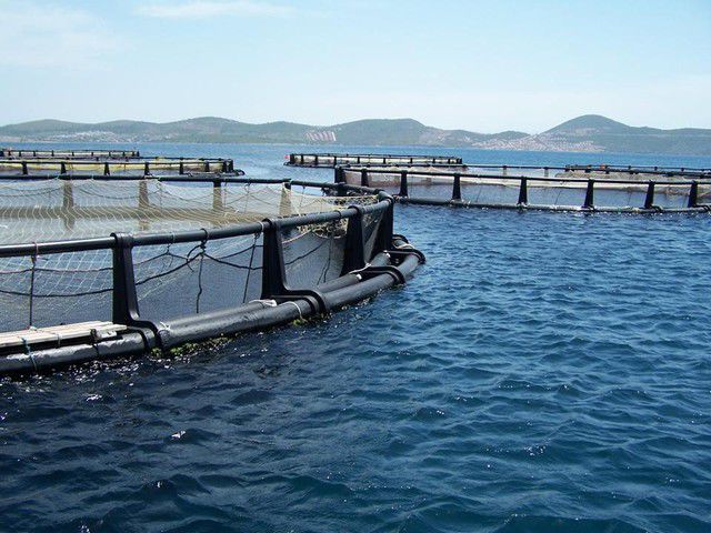 Dissolved Oxygen in Aquaculture: Online DO Monitoring for Aeration, Feeding and Stress Prevention