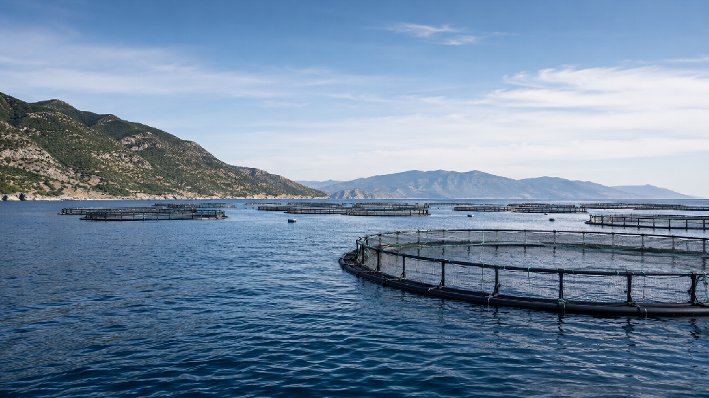 sea cage aquaculture water quality monitoring site