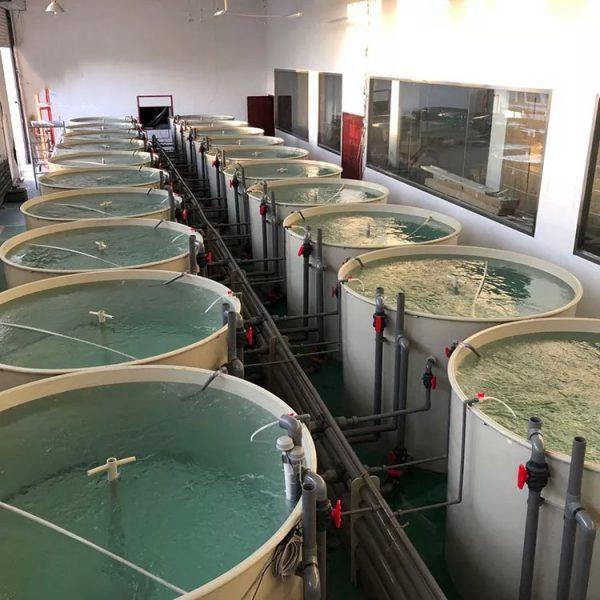 Aquaculture Water Quality Testing Standards: Practical Parameters for Pond Monitoring and Control