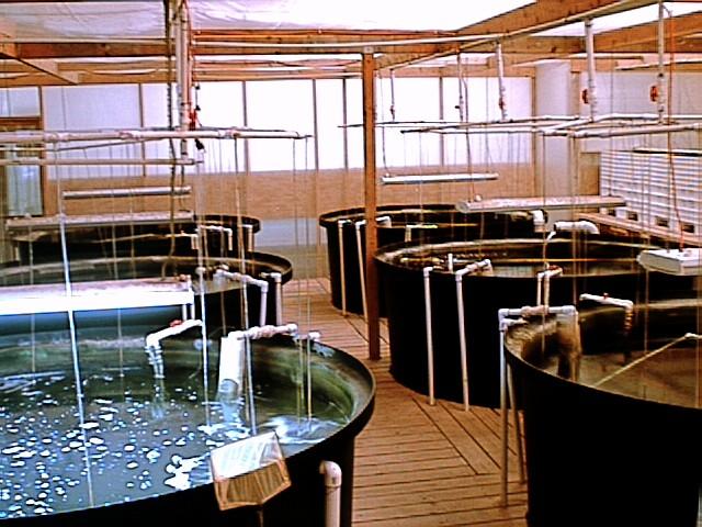 indoor aquaculture tank monitoring application scene